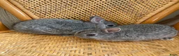 Netherland Dwarf rabbits for sale: 2 handsome pure bred Netherland Dwarf rabbits - Advert 23