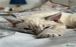 Ragdoll cats for sale: Beautiful Female ragdoll kitten  - Image 2