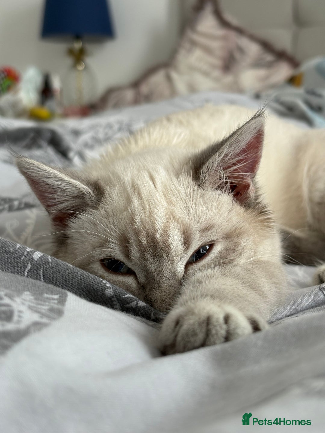 Ragdoll cats for sale: Beautiful Female ragdoll kitten  - Image 2