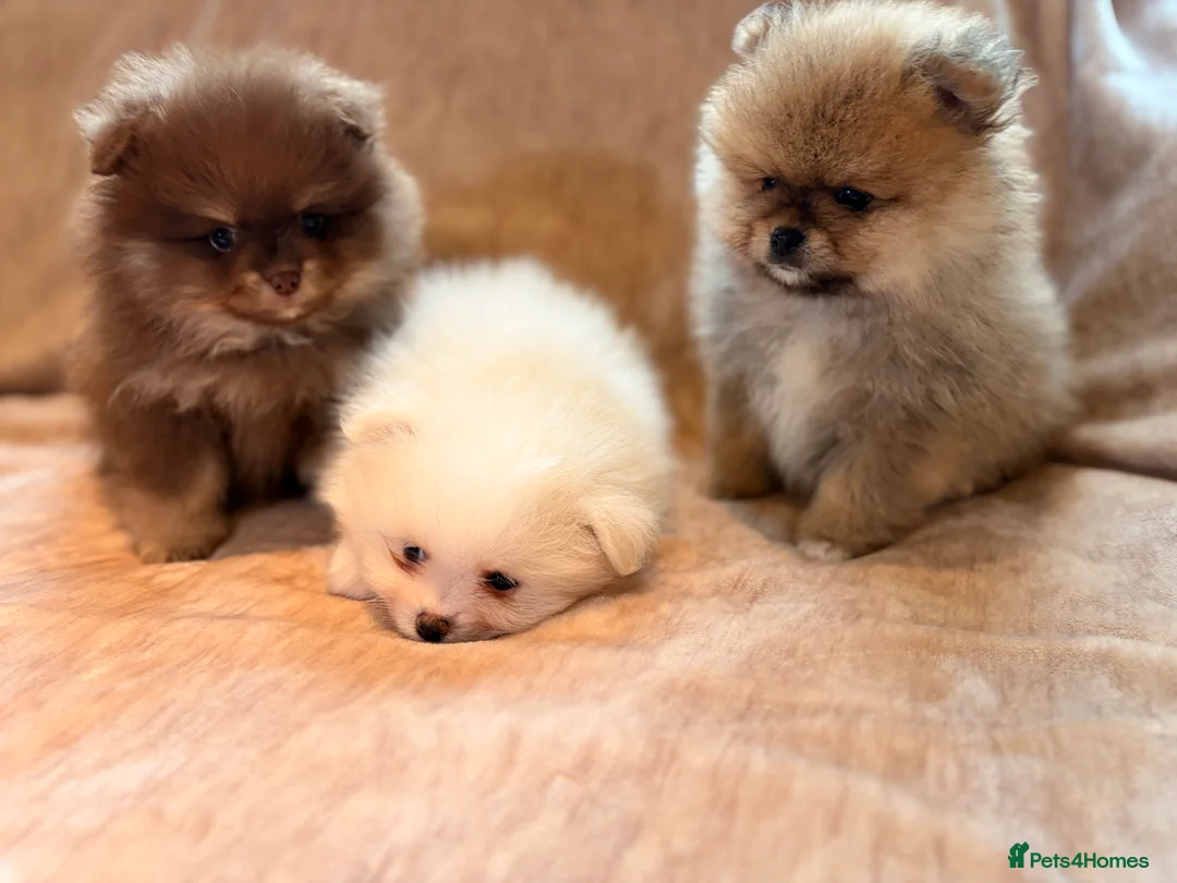 Pomeranian dogs for sale: Beautiful Pomeranian babies - Advert 19