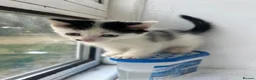 Mixed Breed cats for sale: Adorable Kittens Looking for Loving Homes in London - Advert 13