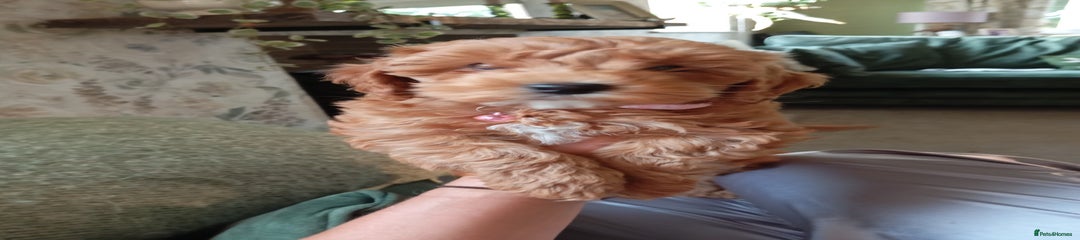 Cockapoo Puppy 5