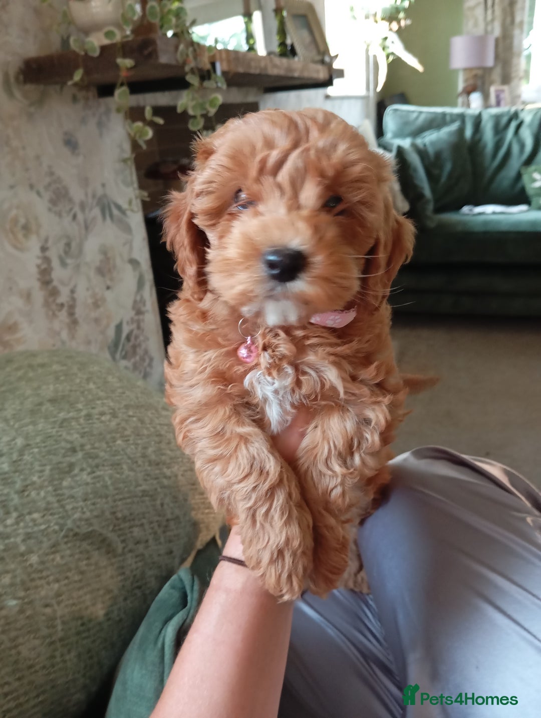 Cockapoo dogs for sale: Beautiful family of cockerpoos - Image 6