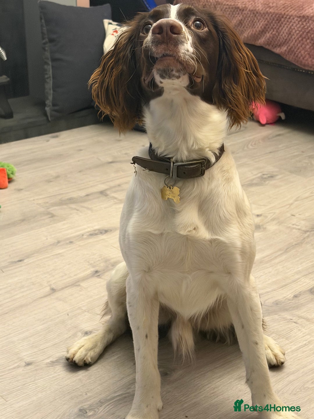 English Springer Spaniel dogs for sale: Springer Spaniel Male 11 months - Advert 5