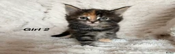 Maine Coon cats for sale: Maine coon kittens ready to reserve  - Advert 16