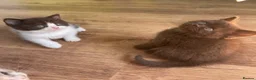 British Shorthair cats for sale: ⭐ Stunning Rare Colour Shorthair Kittens - Advert 11