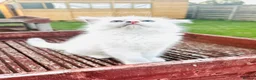 Ragdoll cats for sale: GCCF BEAUTIFUL RAGDOLL KITTENS  - Advert 26