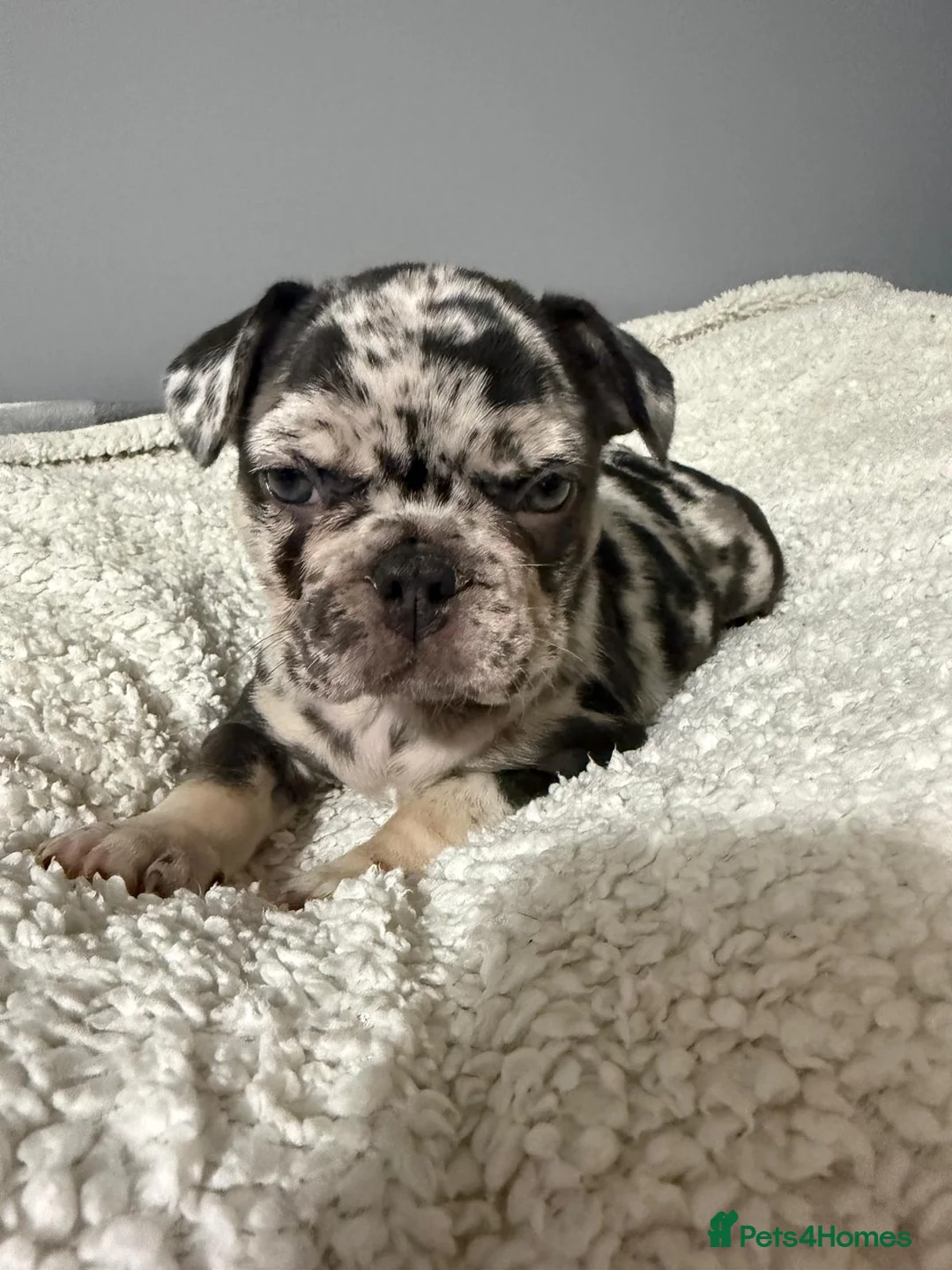 French Bulldog dogs for sale: 🐾 Merle French Bulldog Puppies 🐾 in Aberdeen - Advert 5