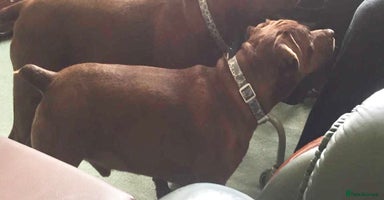 Patterdale Terrier dogs - Advert 5