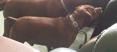 Patterdale Terrier dogs - Advert 5