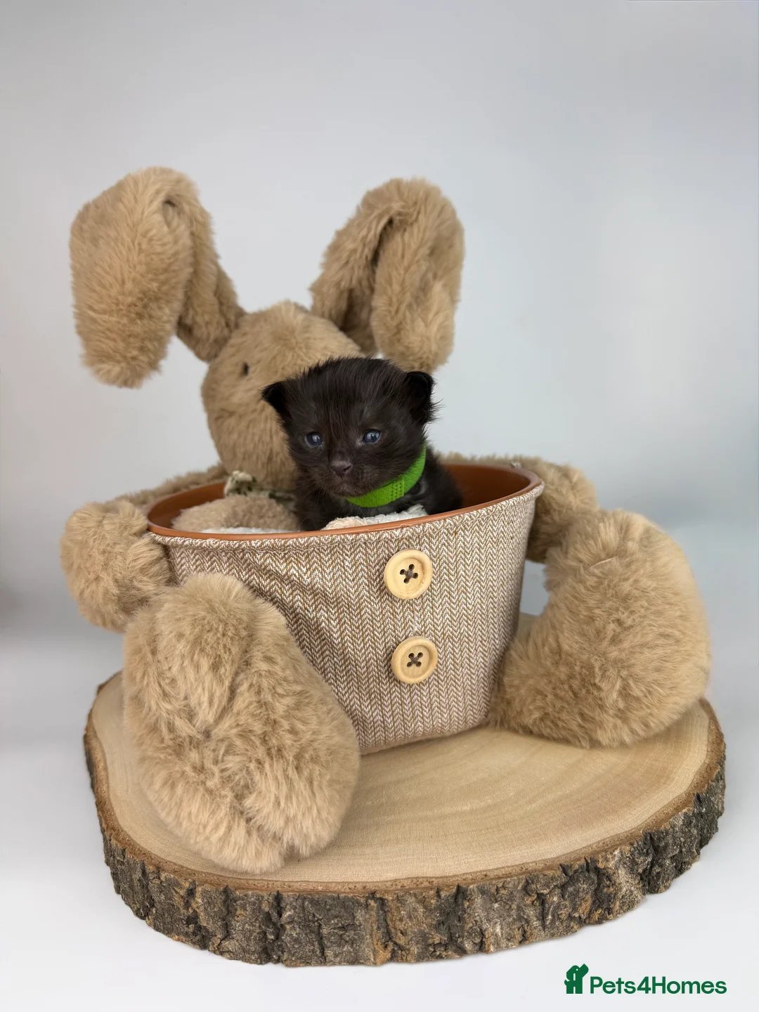 Ragcoon cats for sale: 🤍 RAGDOLL X MC KITTENS | HEALTH-TESTED PARENTS - Advert 14