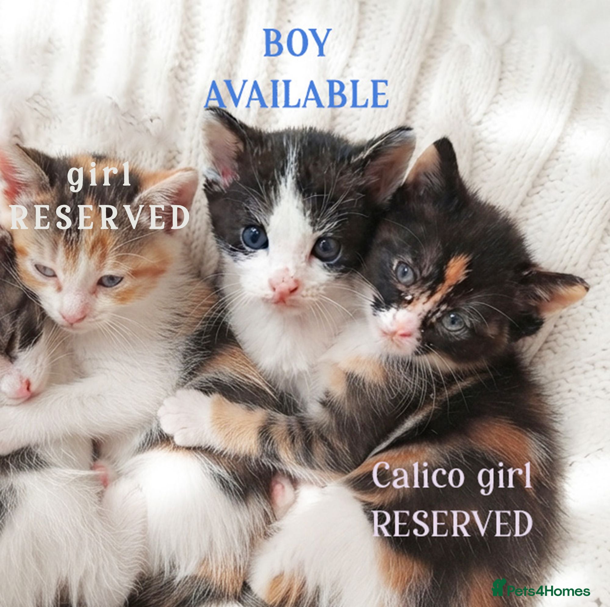 Mixed Breed cats Beautiful ginger kittens sale for good home - Advert 12