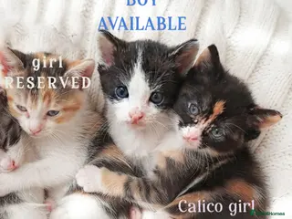 Mixed Breed cats Beautiful ginger kittens sale for good home - Advert 3
