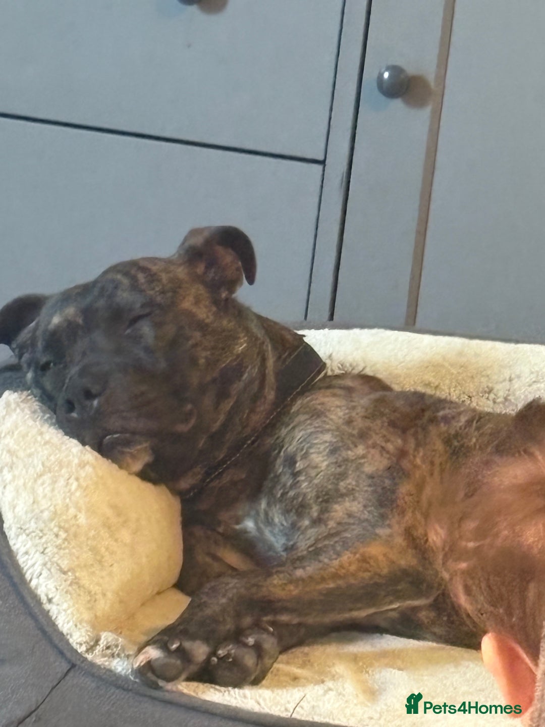 Mixed Breed dogs for sale: Female staffy cross  - Advert 5