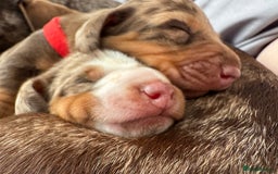 Miniature Dachshund dogs for sale: Miniature dachshund puppies  - Image 5