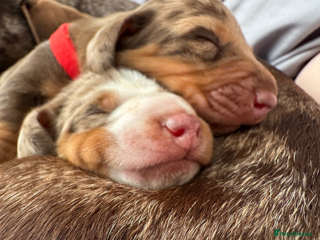 Miniature Dachshund dogs for sale: Miniature dachshund puppies  - Image 5