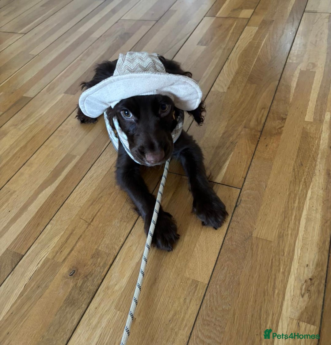 Cocker Spaniel dogs for sale: Milo is Looking for a Loving Home 🐶  - Image 3