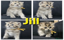 British Shorthair cats for sale: BSH kittens for sale ( 1 Male left ) - Image 22