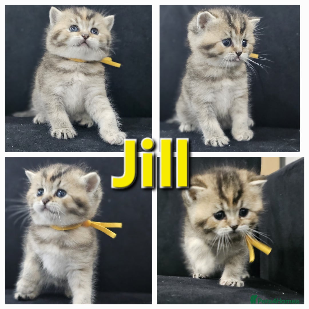 British Shorthair cats for sale: BSH kittens for sale ( 1 Male left ) - Image 22