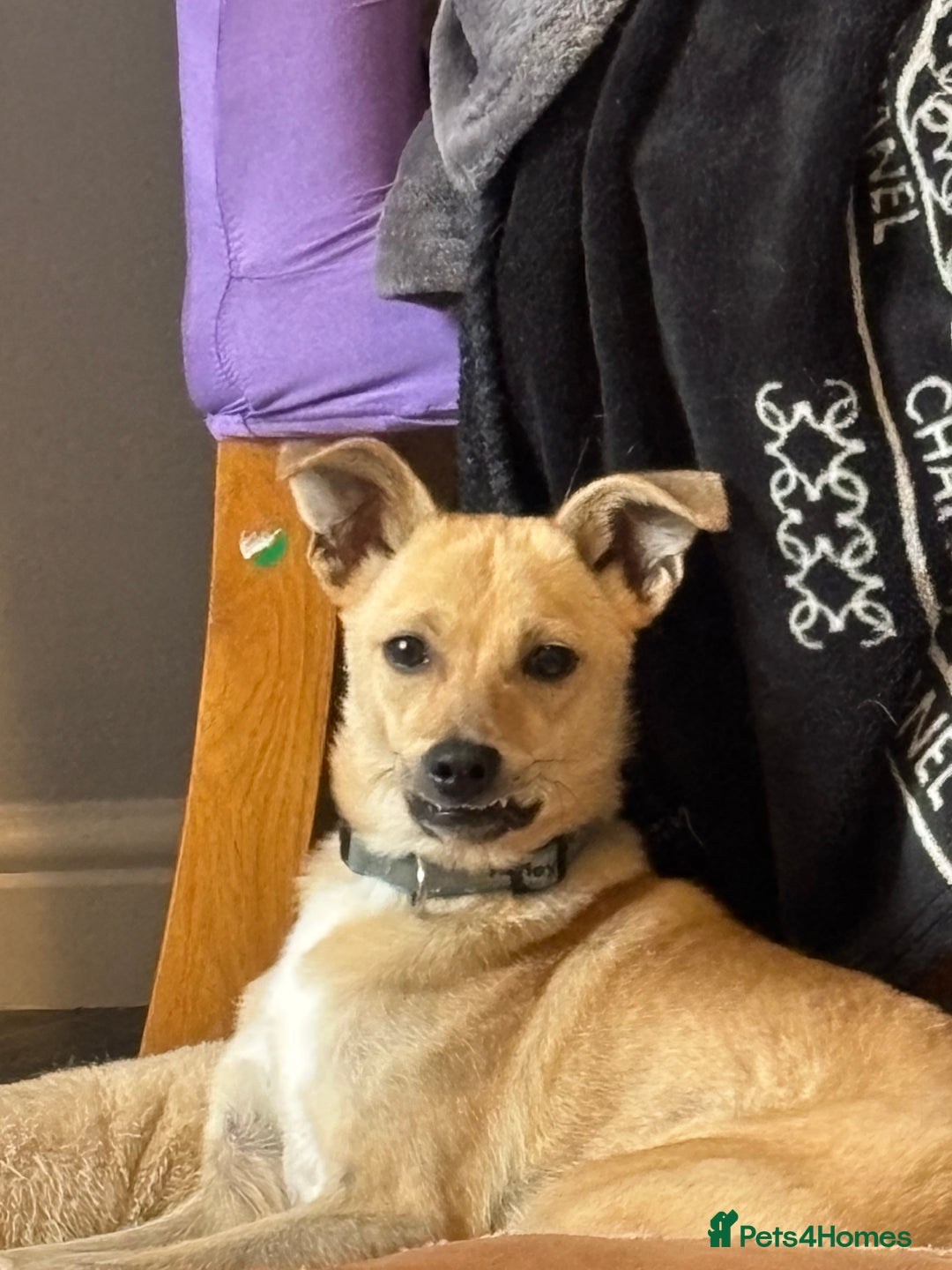 Mixed Breed dogs for sale: Mixed breed puppy - Image 2