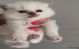 Ragdoll cats for sale: Champion Ragdoll GCCF kittens 🐱  - Image 3