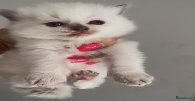 Ragdoll cats - Advert 4