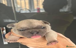 French Bulldog dogs for sale: Ready to leave on the 12th of September - Image 21