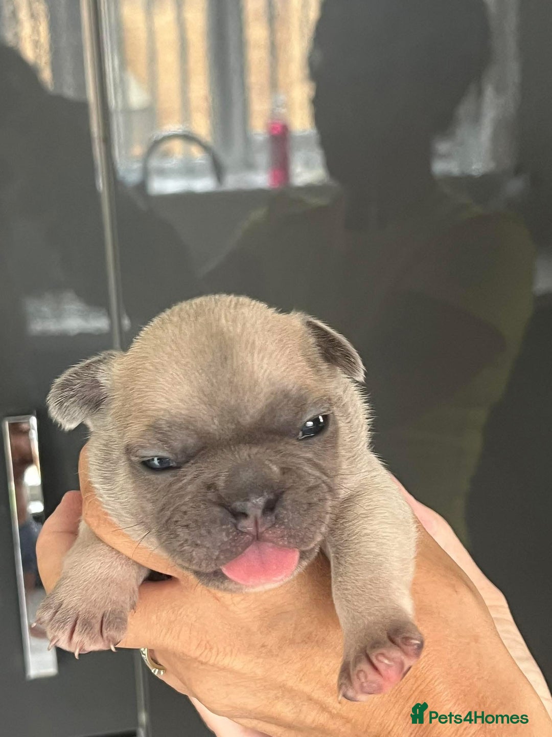 French Bulldog dogs for sale: Ready to leave on the 12th of September - Image 21
