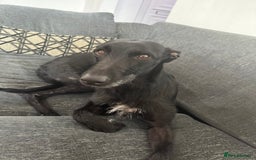 Lurcher dogs for sale: Four-year-old lurcher for sale - Image 11