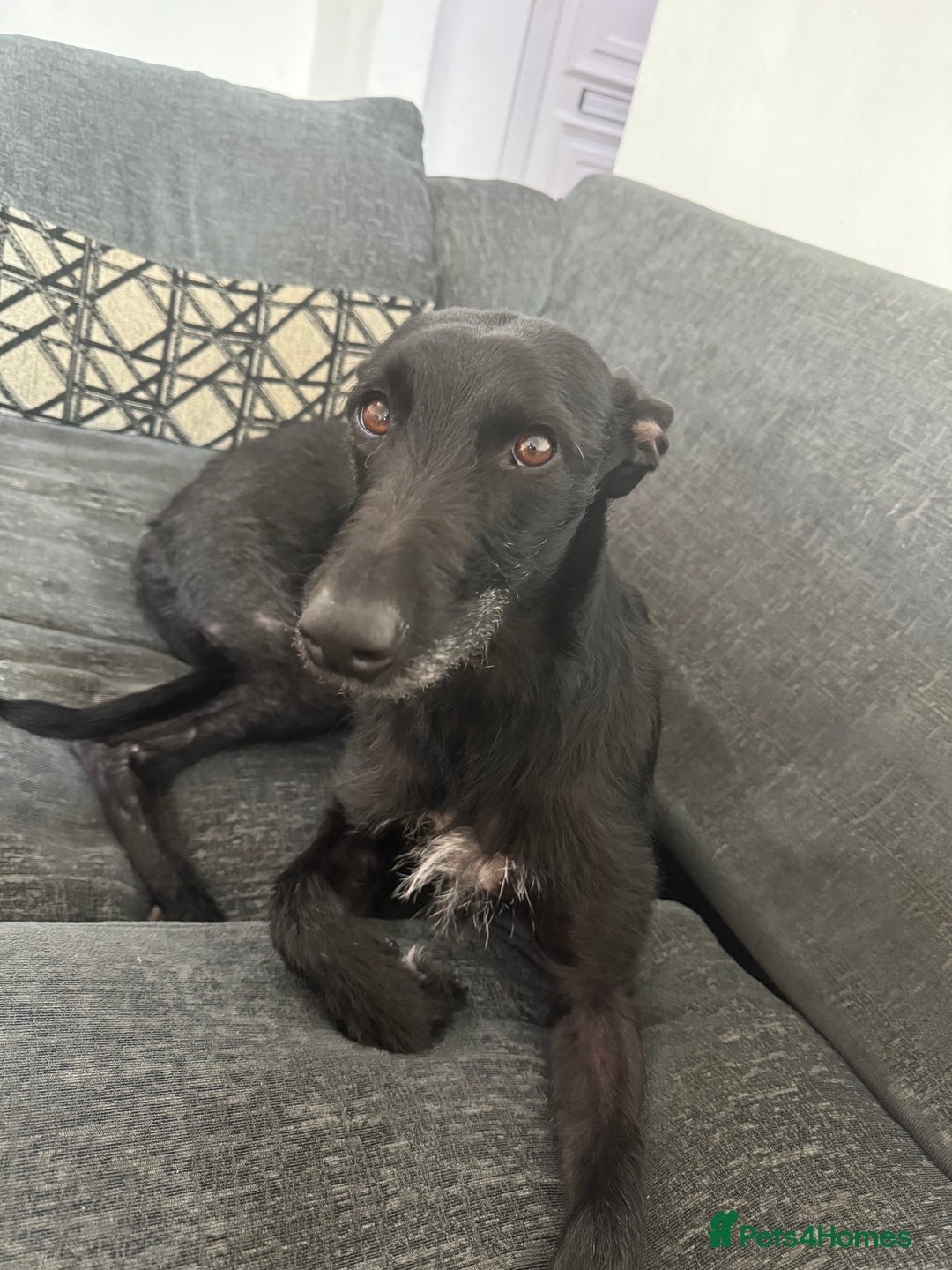 Lurcher dogs for sale: Four-year-old lurcher for sale - Image 11