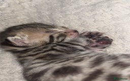 Bengal cats for sale: 2 bengal x Egyptian mau kittens  - Image 1