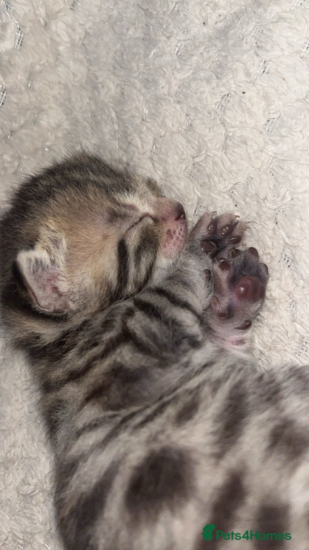 Bengal cats for sale: 2 bengal x Egyptian mau kittens  - Image 1
