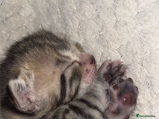 Bengal cats - Advert 19