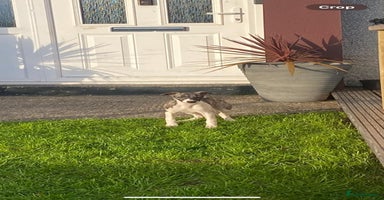 Whippet dogs - Advert 7