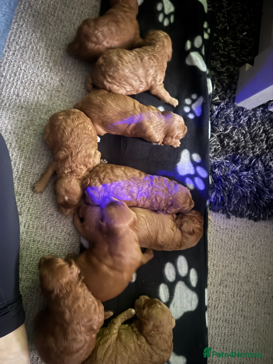 Cockapoo dogs for sale: Loving Cockapoo puppies  - Advert 13