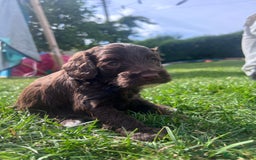 Cockapoo dogs for sale: Stunning F2 miniature cockapoo puppies  - Image 20