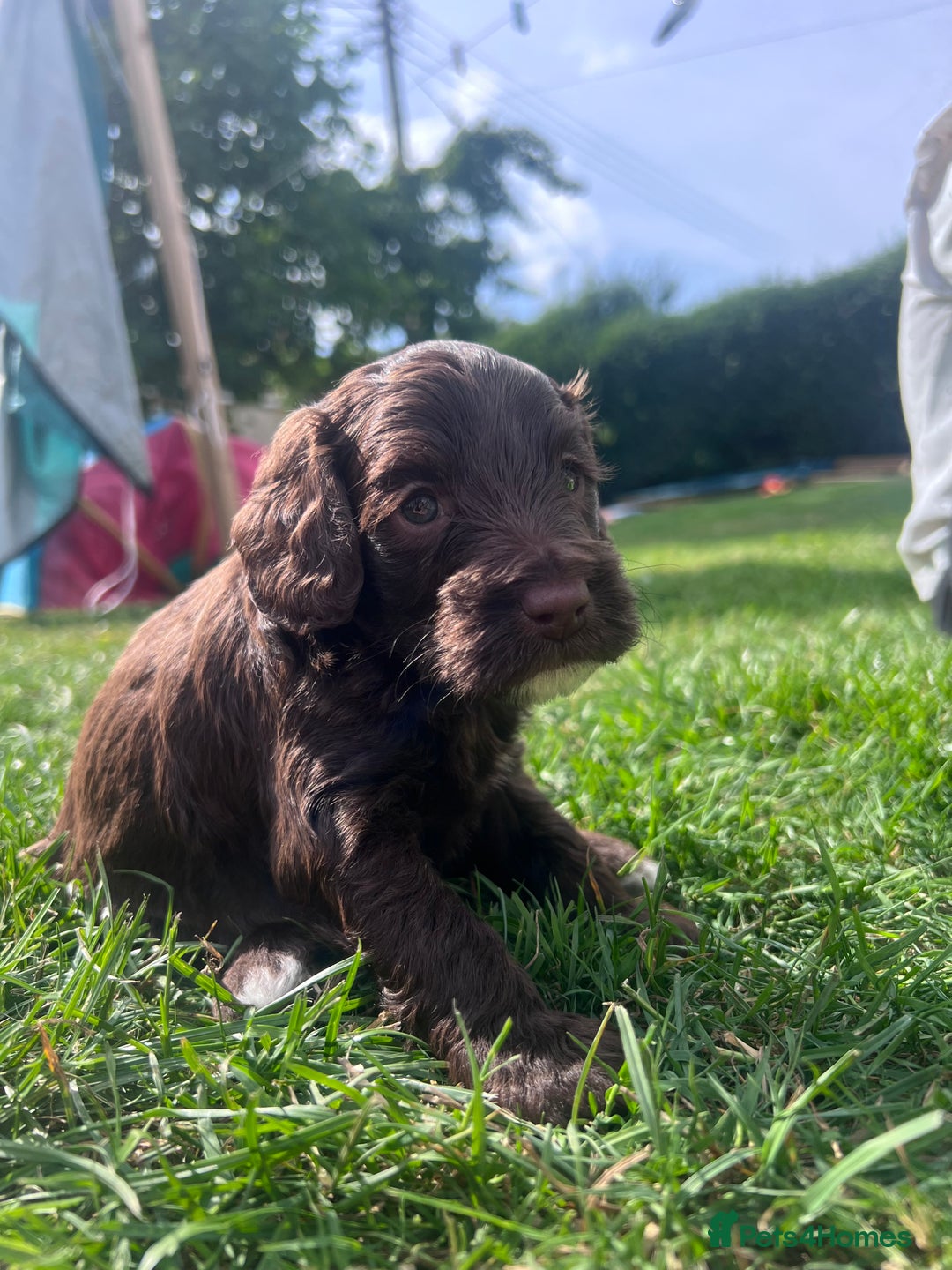 Cockapoo dogs for sale: Stunning F2 miniature cockapoo puppies  - Image 20