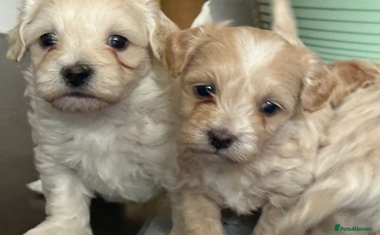 Maltipoo dogs - Advert 2