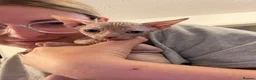 Sphynx cats for sale: GORGEOUS CREAM SPHYNX BOY - TICA - Advert 8