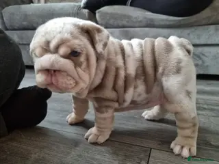 English Bulldog dogs 2 stunning Girl English bulldogs - Advert 11