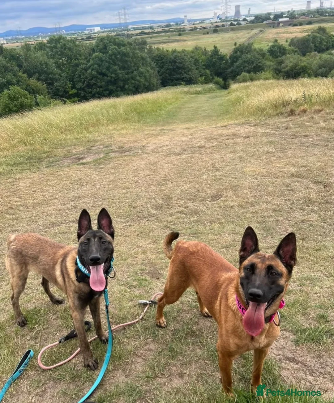 Belgian Shepherd Dog dogs for sale: Beautiful Belgian malinois pups  in Billingham - Advert 2