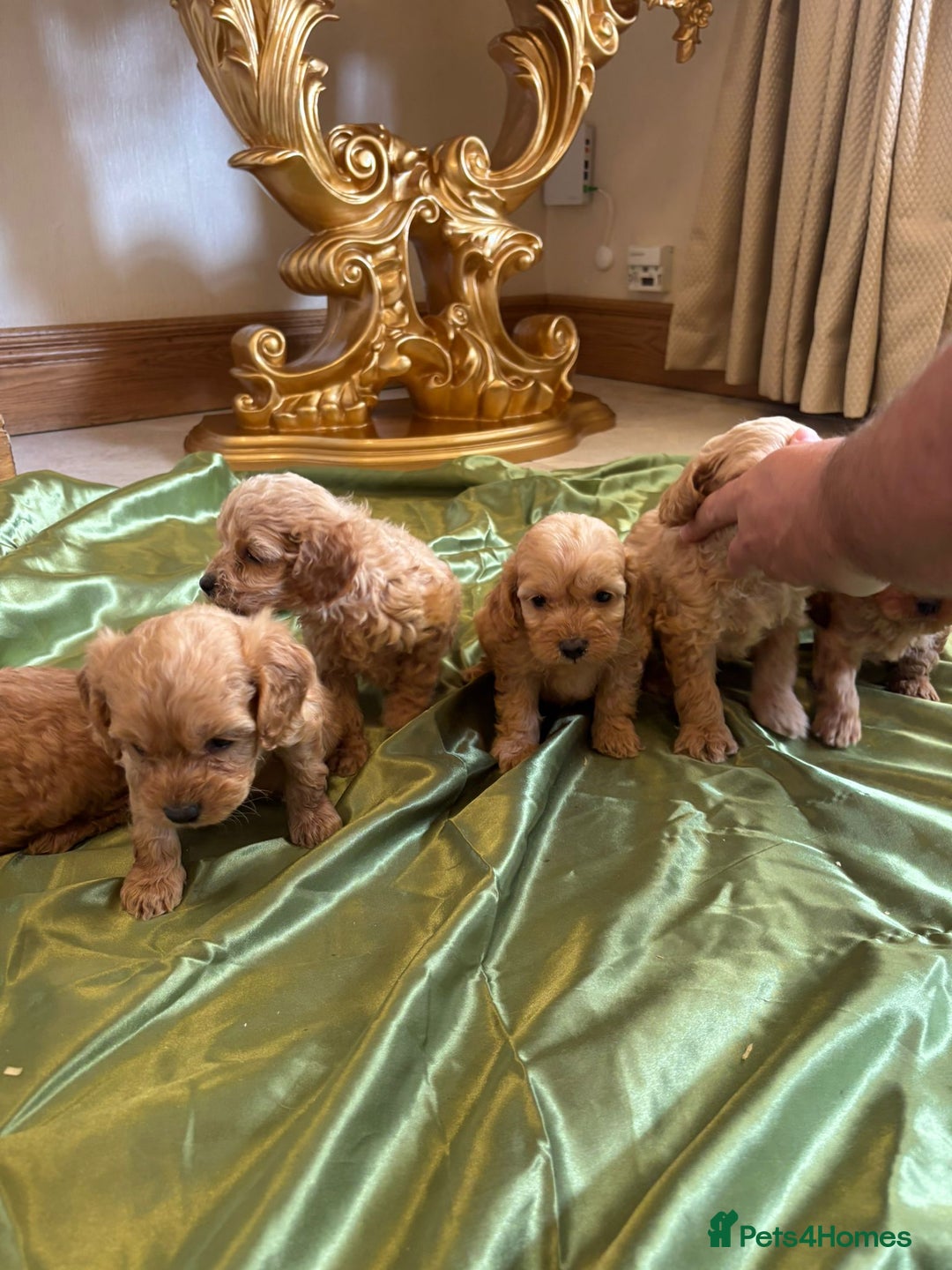 Cockapoo dogs for sale: F1 DNA Health Tested Cockapoos  - Image 13