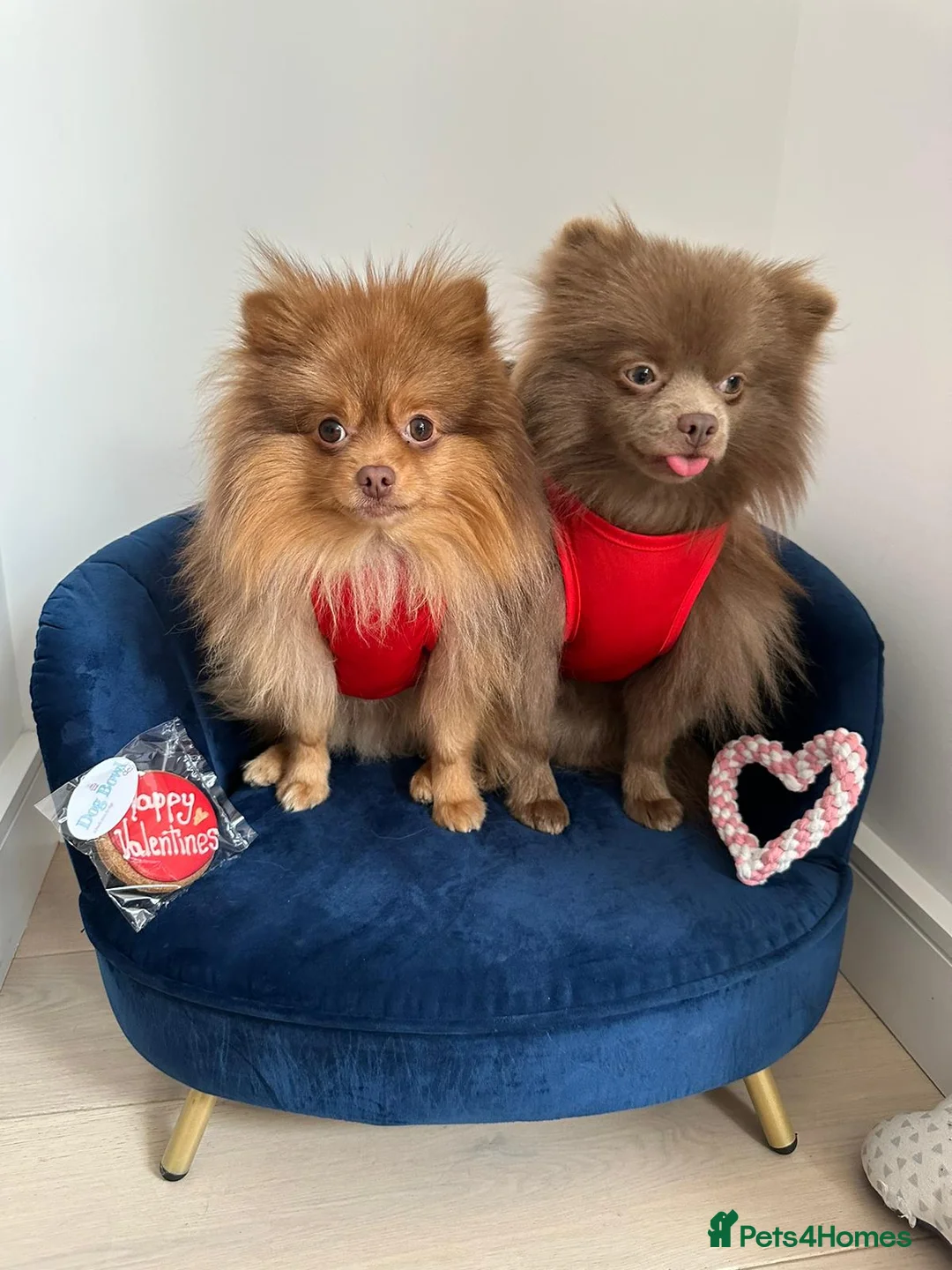 Pomeranian dogs for stud: Kai Kai lilac boy 💜  ( STUD ONLY ) (PROVEN)  in Liverpool - Advert 19