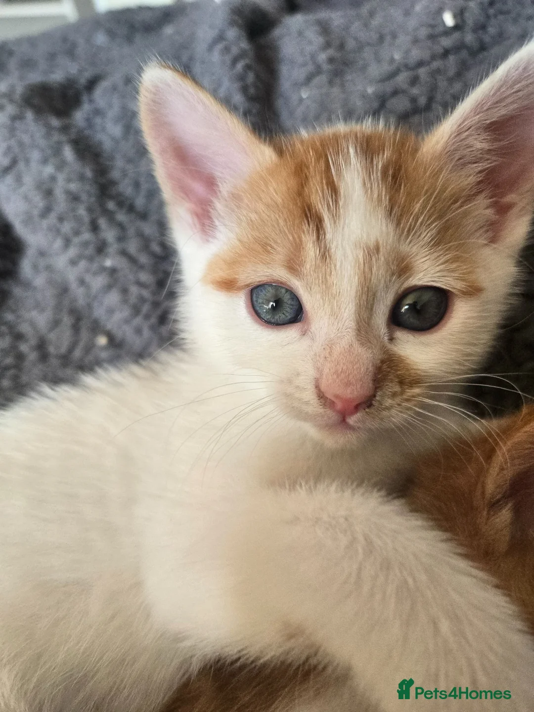 Mixed Breed cats for sale: Kittens for sale in Gosport - Advert 4