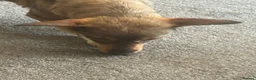 Mixed Breed dogs for adoption: Cute Bella looking for LOVE - Advert 17