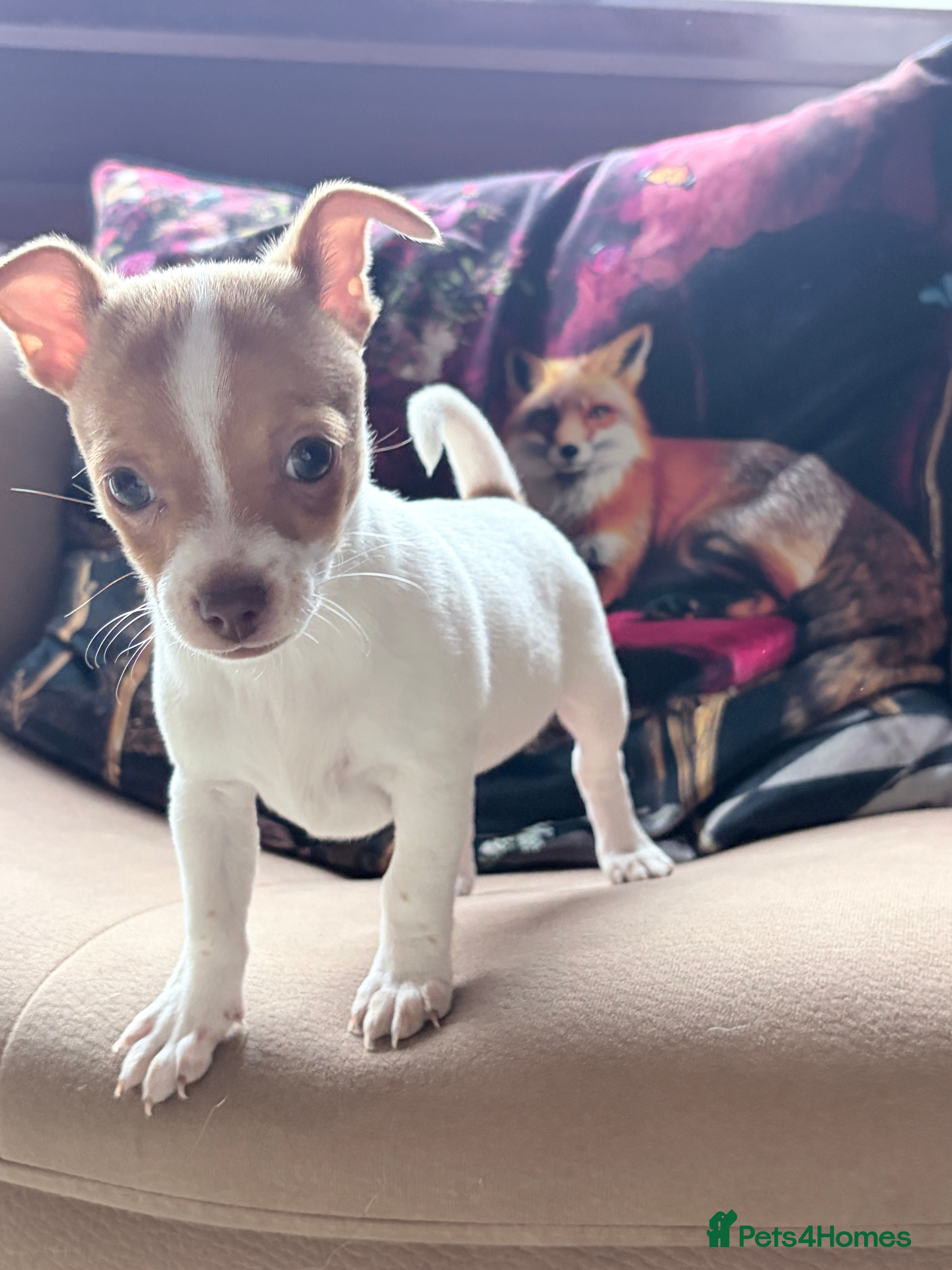 Mixed Breed dogs Chi-Jack-Weenie puppies - Advert 1