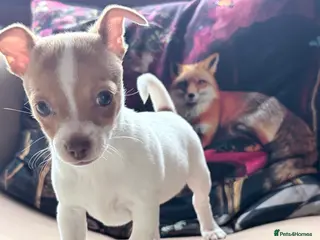 Mixed Breed dogs Chi-Jack-Weenie puppies - Advert 1