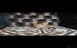 British Shorthair cats for sale: Stunning last British shorthair kitten  - Image 5