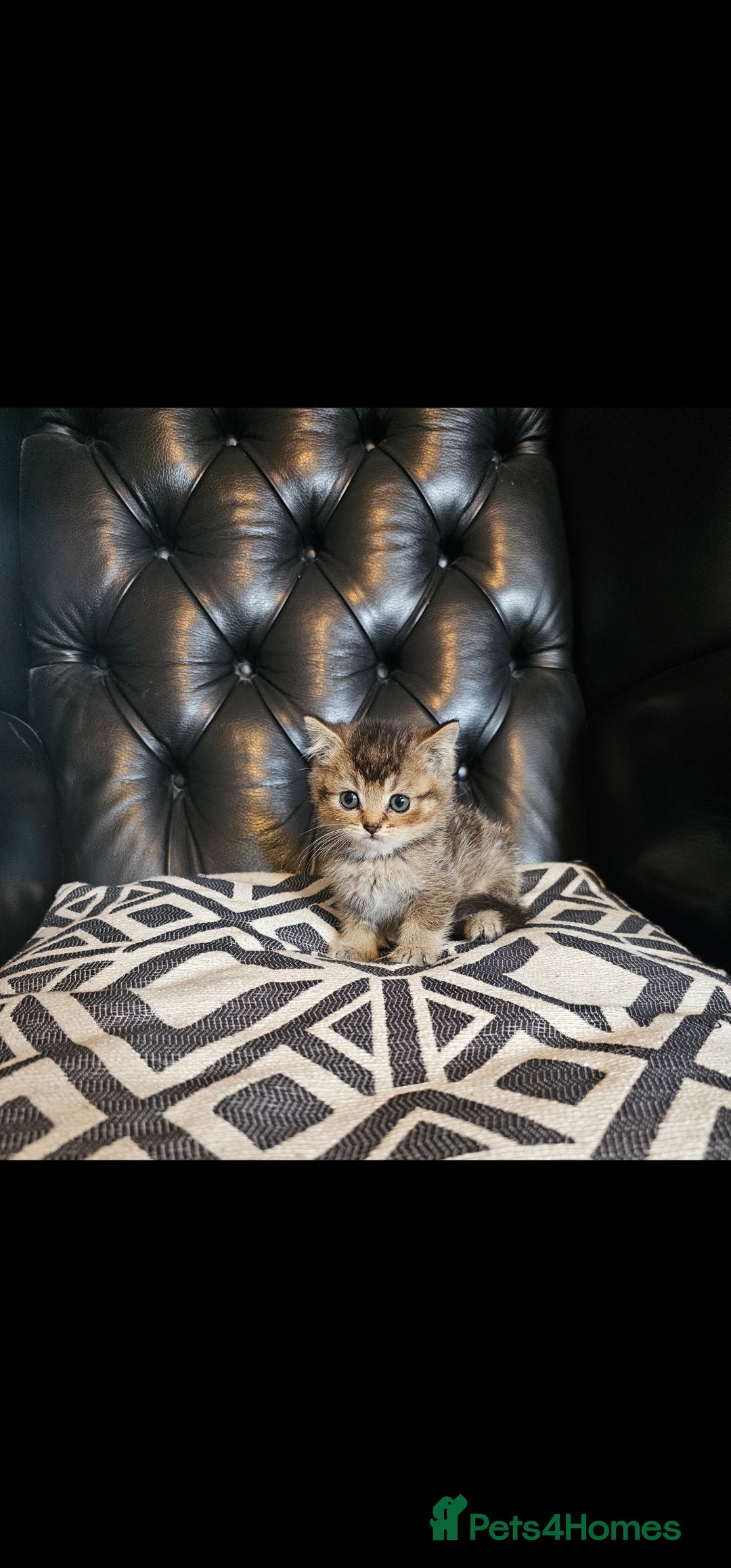 British Shorthair cats for sale: Stunning last British shorthair kitten  - Image 5