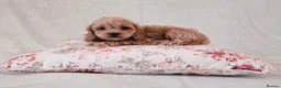 Cockapoo dogs for sale: Toy Teddy Bear Cockapoo Puppies - Advert 4